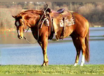 American Quarter Horse, Wałach, 10 lat, 150 cm, Cisawa