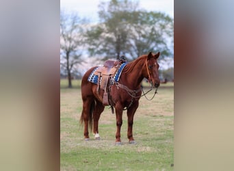 American Quarter Horse, Wałach, 10 lat, 150 cm, Cisawa