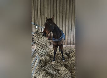 American Quarter Horse, Wałach, 10 lat, 150 cm, Gniada