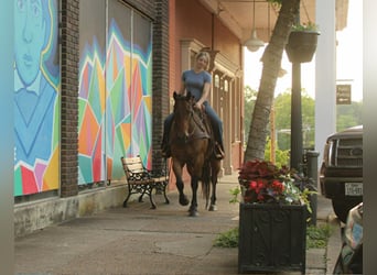 American Quarter Horse, Wałach, 10 lat, 150 cm, Gniadodereszowata
