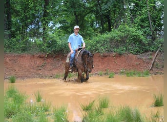 American Quarter Horse, Wałach, 10 lat, 150 cm, Gniadodereszowata