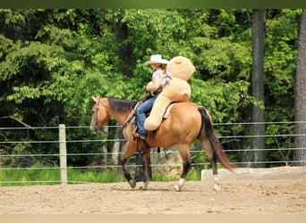 American Quarter Horse, Wałach, 10 lat, 150 cm, Jelenia