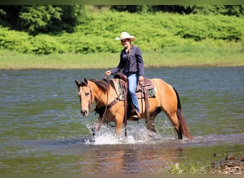 American Quarter Horse, Wałach, 10 lat, 150 cm, Jelenia