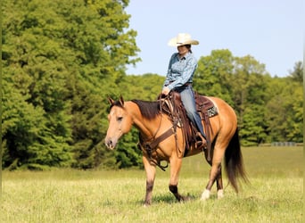 American Quarter Horse, Wałach, 10 lat, 150 cm, Jelenia