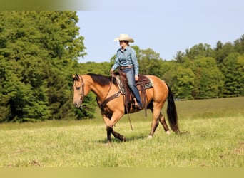 American Quarter Horse, Wałach, 10 lat, 150 cm, Jelenia