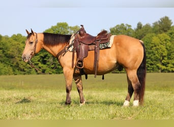 American Quarter Horse, Wałach, 10 lat, 150 cm, Jelenia