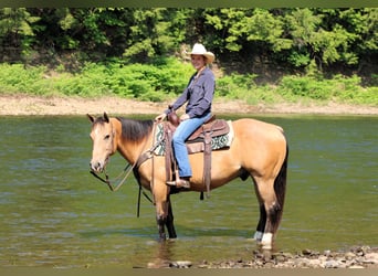 American Quarter Horse, Wałach, 10 lat, 150 cm, Jelenia