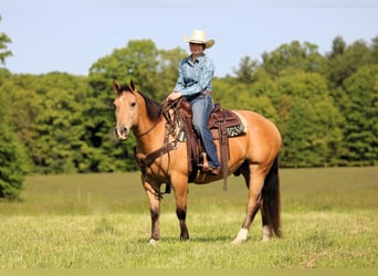 American Quarter Horse, Wałach, 10 lat, 150 cm, Jelenia
