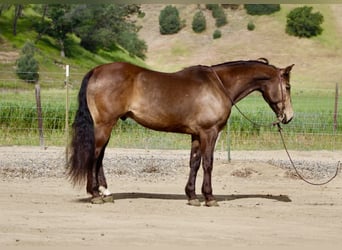 American Quarter Horse, Wałach, 10 lat, 150 cm, Jelenia