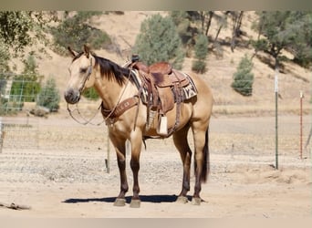 American Quarter Horse, Wałach, 10 lat, 150 cm, Jelenia