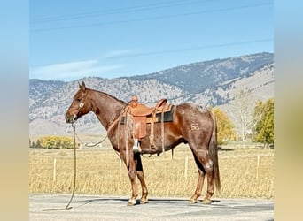 American Quarter Horse, Wałach, 10 lat, 150 cm, Kasztanowatodereszowata