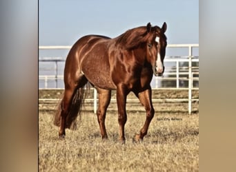 American Quarter Horse, Wałach, 10 lat, 150 cm, Rabicano