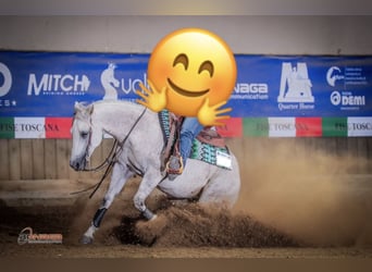 American Quarter Horse, Wałach, 10 lat, 150 cm, Siwa