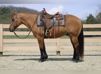 American Quarter Horse, Wałach, 10 lat, 152 cm, Bułana