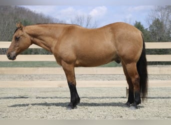 American Quarter Horse, Wałach, 10 lat, 152 cm, Bułana