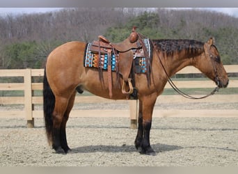 American Quarter Horse, Wałach, 10 lat, 152 cm, Bułana