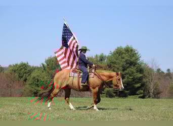 American Quarter Horse, Wałach, 10 lat, 152 cm, Bułana