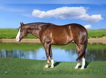 American Quarter Horse, Wałach, 10 lat, 152 cm, Ciemnokasztanowata