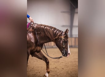 American Quarter Horse, Wałach, 10 lat, 152 cm, Ciemnokasztanowata
