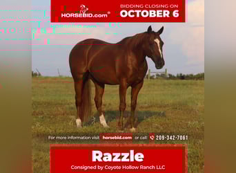 American Quarter Horse, Wałach, 10 lat, 152 cm, Cisawa