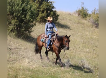 American Quarter Horse, Wałach, 10 lat, 152 cm, Gniada