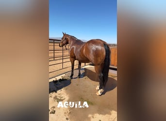 American Quarter Horse, Wałach, 10 lat, 152 cm, Gniada