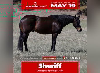 American Quarter Horse, Wałach, 10 lat, 152 cm, Gniada
