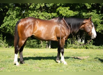 American Quarter Horse, Wałach, 10 lat, 152 cm, Gniada