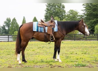 American Quarter Horse, Wałach, 10 lat, 152 cm, Gniada
