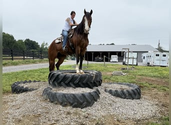 American Quarter Horse, Wałach, 10 lat, 152 cm, Gniada