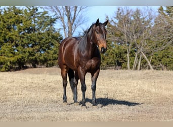 American Quarter Horse, Wałach, 10 lat, 152 cm, Gniada