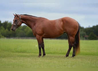 American Quarter Horse, Wałach, 10 lat, 152 cm, Gniada