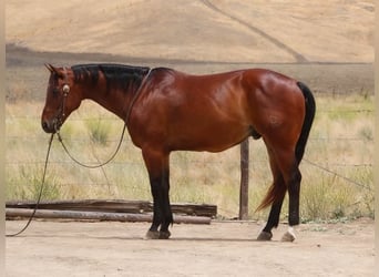 American Quarter Horse, Wałach, 10 lat, 152 cm, Gniada