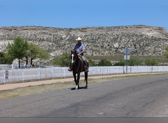 American Quarter Horse, Wałach, 10 lat, 152 cm, Gniada