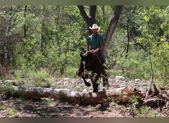 American Quarter Horse, Wałach, 10 lat, 152 cm, Gniada