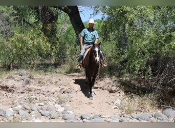 American Quarter Horse, Wałach, 10 lat, 152 cm, Gniada