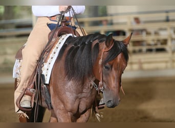 American Quarter Horse, Wałach, 10 lat, 152 cm, Gniadodereszowata