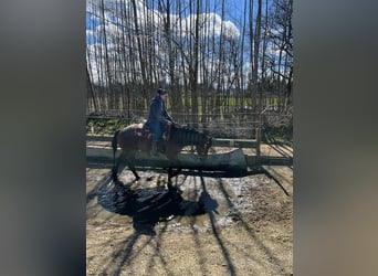 American Quarter Horse, Wałach, 10 lat, 152 cm, Gniadodereszowata