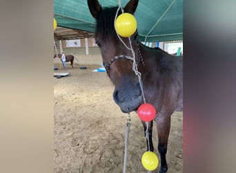 American Quarter Horse, Wałach, 10 lat, 152 cm, Gniadodereszowata
