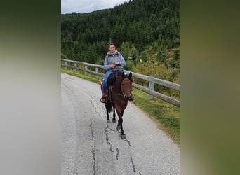 American Quarter Horse, Wałach, 10 lat, 152 cm, Gniadodereszowata
