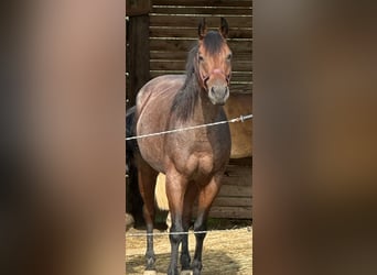 American Quarter Horse, Wałach, 10 lat, 152 cm, Gniadodereszowata