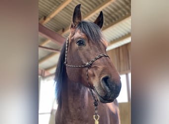 American Quarter Horse, Wałach, 10 lat, 152 cm, Gniadodereszowata