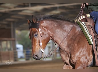 American Quarter Horse, Wałach, 10 lat, 152 cm, Gniadodereszowata