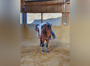 American Quarter Horse, Wałach, 10 lat, 152 cm, Gniadodereszowata