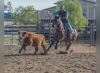 American Quarter Horse, Wałach, 10 lat, 152 cm, Gniadodereszowata