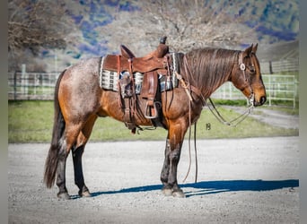 American Quarter Horse, Wałach, 10 lat, 152 cm, Gniadodereszowata