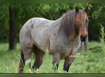 American Quarter Horse, Wałach, 10 lat, 152 cm, Gniadodereszowata