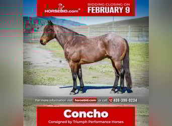 American Quarter Horse, Wałach, 10 lat, 152 cm, Gniadodereszowata