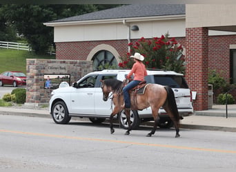 American Quarter Horse, Wałach, 10 lat, 152 cm, Gniadodereszowata