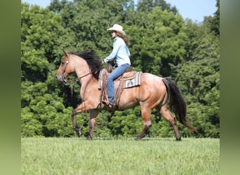 American Quarter Horse, Wałach, 10 lat, 152 cm, Gniadodereszowata